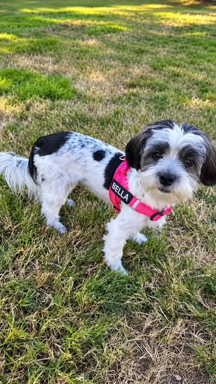 Meet Bella 🐾